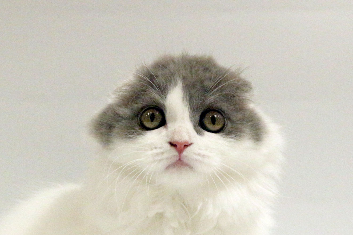 東京都のスコティッシュフォールド (DOG&CAT JOKER コピス吉祥寺店/2026年4月7日生まれ/男の子/ブルーホワイト)の子猫の1枚目の画像