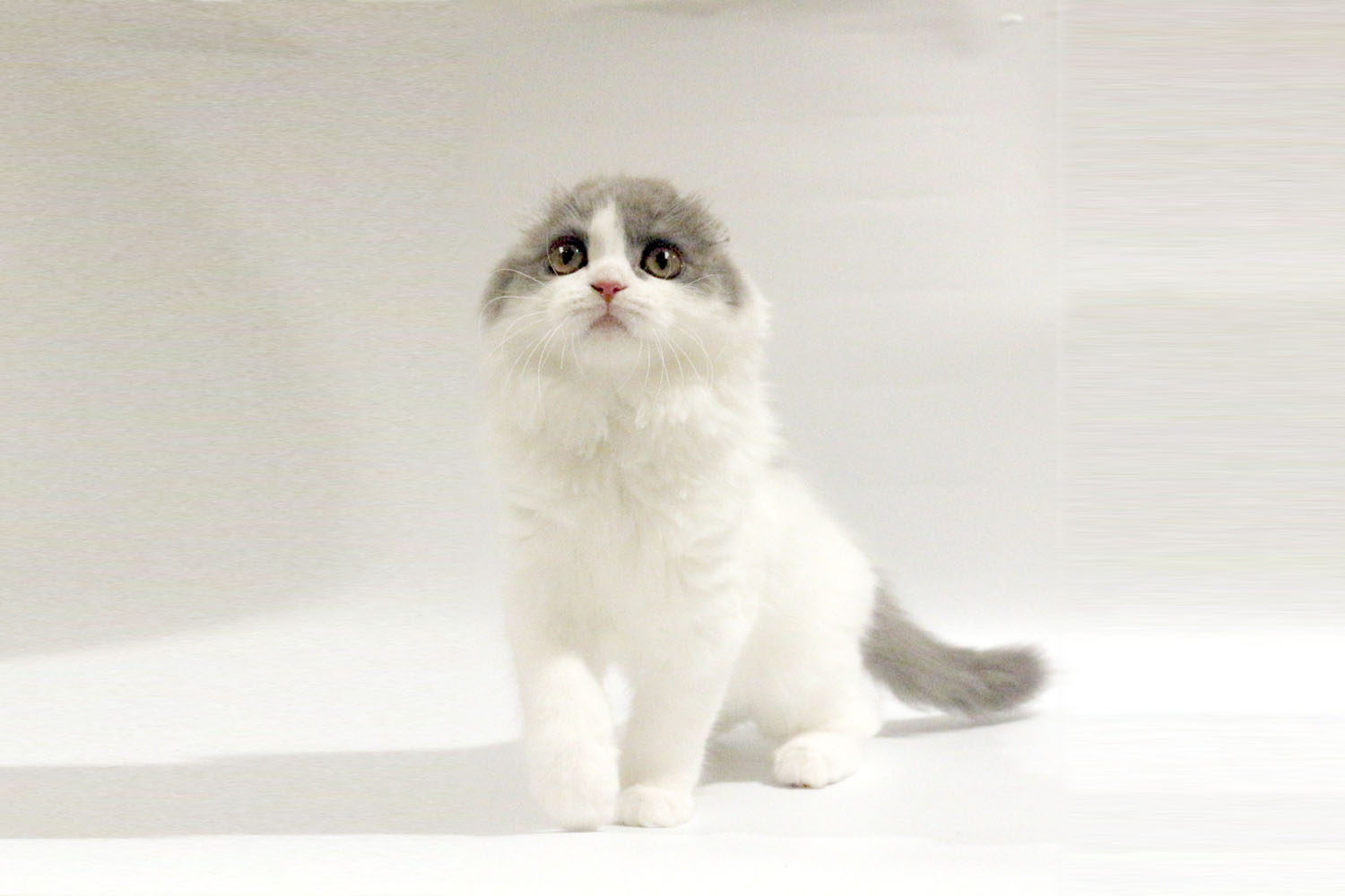 東京都のスコティッシュフォールド (DOG&CAT JOKER コピス吉祥寺店/2026年4月7日生まれ/男の子/ブルーホワイト)の子猫の2枚目の画像