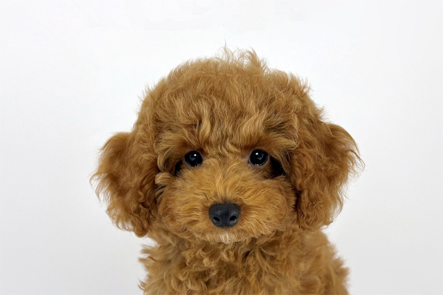東京都のトイプードル(トイ) (DOG&CAT JOKER 南町田グランベリーパーク店/2026年4月18日生まれ/男の子/レッド)の子犬の1枚目の画像
