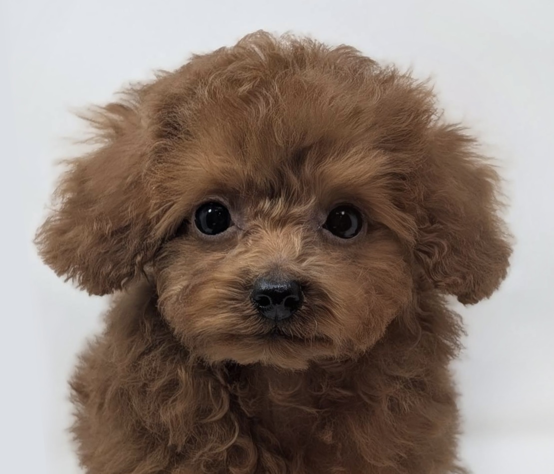 東京都のトイプードル(トイ) (DOG&CAT JOKER 二子玉川店 AVENUE/2026年5月8日生まれ/男の子/レッド)の子犬の1枚目の画像