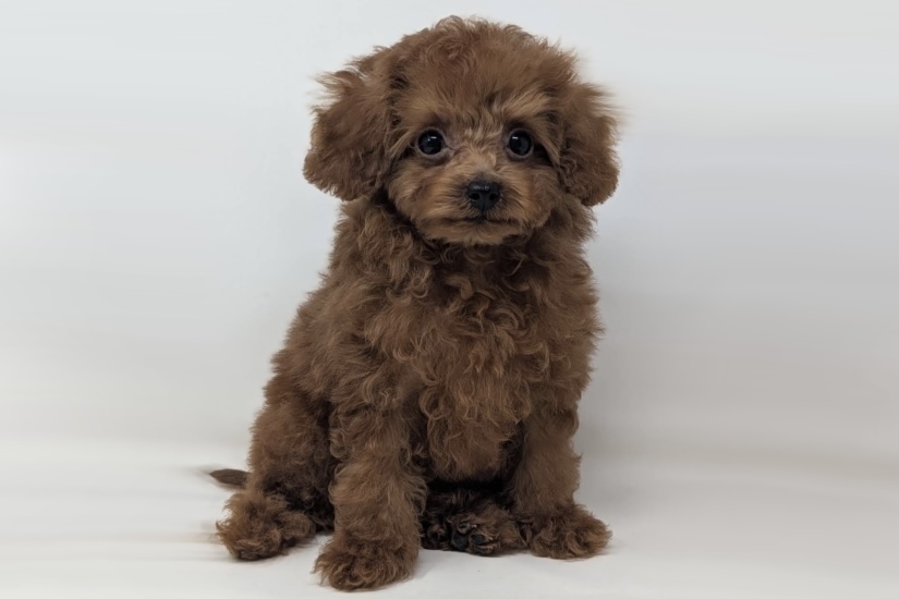 東京都のトイプードル(トイ) (DOG&CAT JOKER 二子玉川店 AVENUE/2026年5月8日生まれ/男の子/レッド)の子犬の3枚目の画像