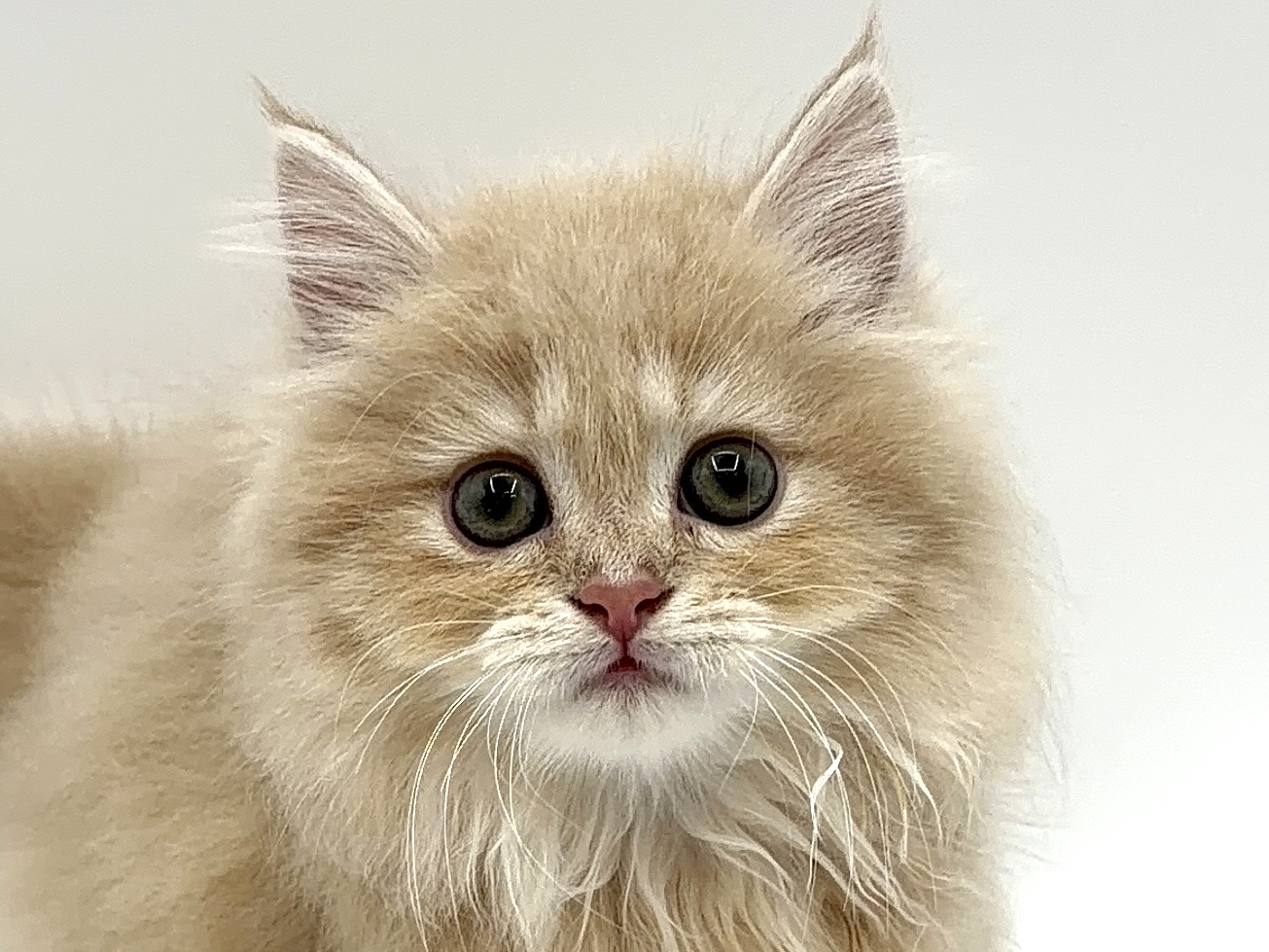 東京都のマンチカン (DOG&CAT JOKER 六本木店/2026年5月9日生まれ/女の子/クリームタビー)の子猫の1枚目の画像