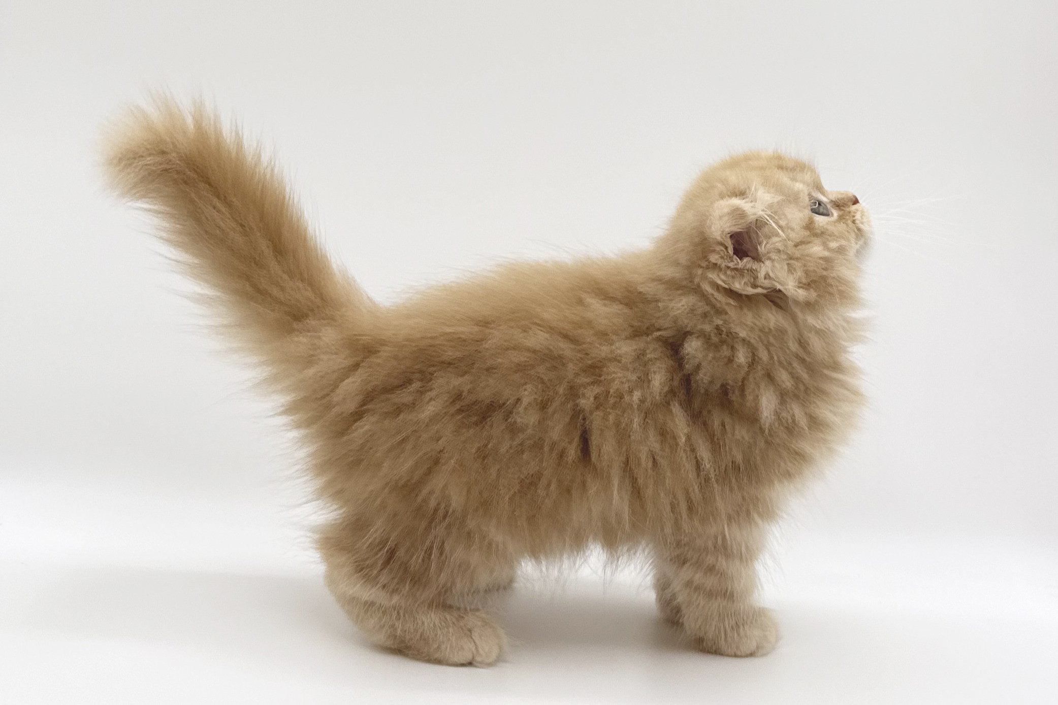 千葉県のスコティッシュフォールド (DOG&CAT JOKER ららぽーと柏の葉店/2026年5月9日生まれ/男の子/レッドタビー)の子猫の3枚目の画像