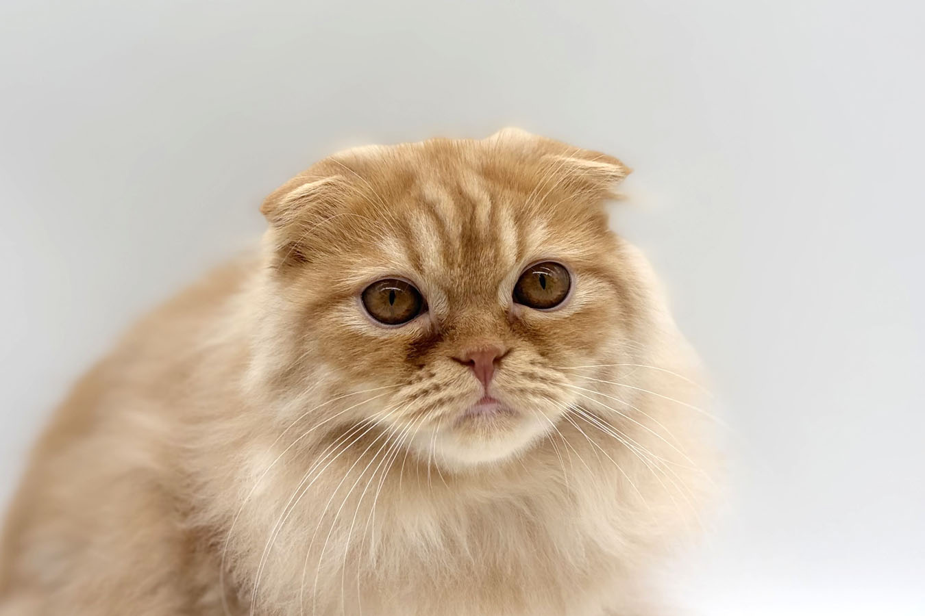 千葉県のスコティッシュフォールド (DOG&CAT JOKER ユニモちはら台店/2026年5月9日生まれ/男の子/レッドタビー)の子猫の1枚目の画像