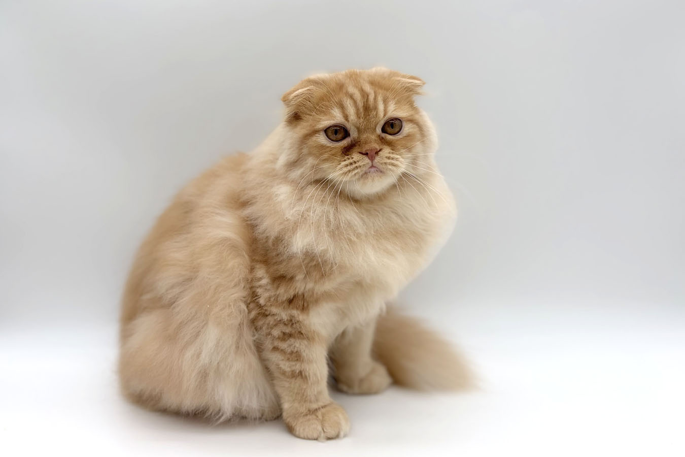 千葉県のスコティッシュフォールド (DOG&CAT JOKER ユニモちはら台店/2026年5月9日生まれ/男の子/レッドタビー)の子猫の2枚目の画像