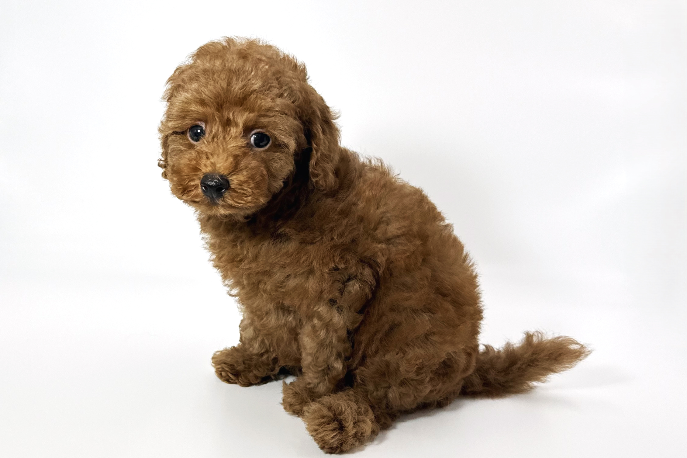 千葉県のトイプードル(トイ) (DOG&CAT JOKER ららぽーと柏の葉店/2026年5月10日生まれ/男の子/レッド)の子犬の2枚目の画像