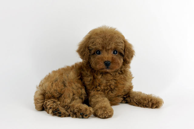 東京都のトイプードル(トイ) (DOG&CAT JOKER 南町田グランベリーパーク店/2026年5月10日生まれ/男の子/レッド)の子犬の2枚目の画像