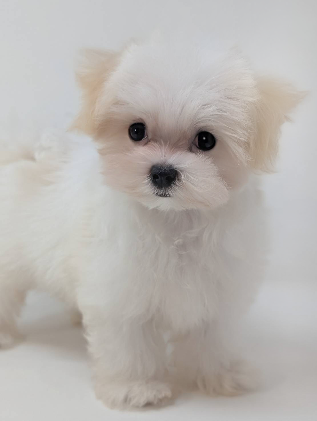 東京都のマルチーズ (DOG&CAT JOKER 二子玉川店 AVENUE/2026年5月9日生まれ/男の子/ホワイト)の子犬の3枚目の画像