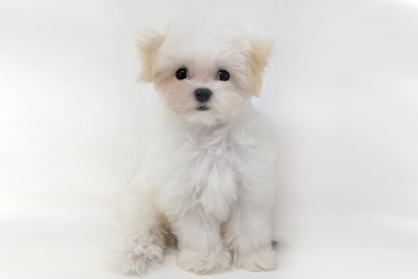 東京都のマルチーズ (DOG&CAT JOKER 二子玉川店 AVENUE/2026年5月9日生まれ/男の子/ホワイト)の子犬の3枚目の画像