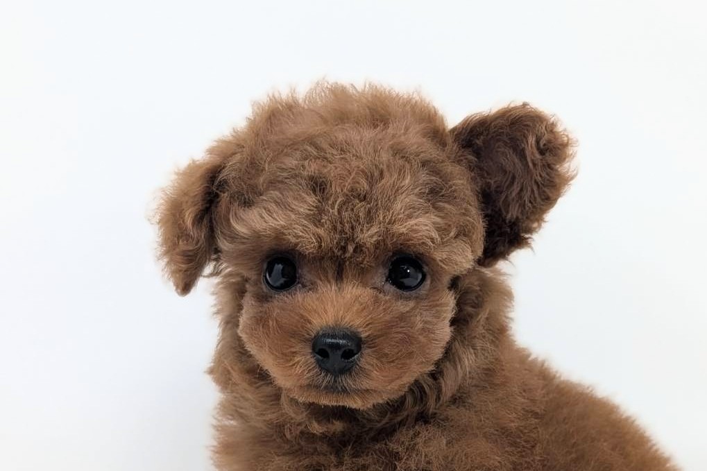 東京都のトイプードル(トイ) (DOG&CAT JOKER 二子玉川店 AVENUE/2026年5月12日生まれ/男の子/レッド)の子犬の1枚目の画像