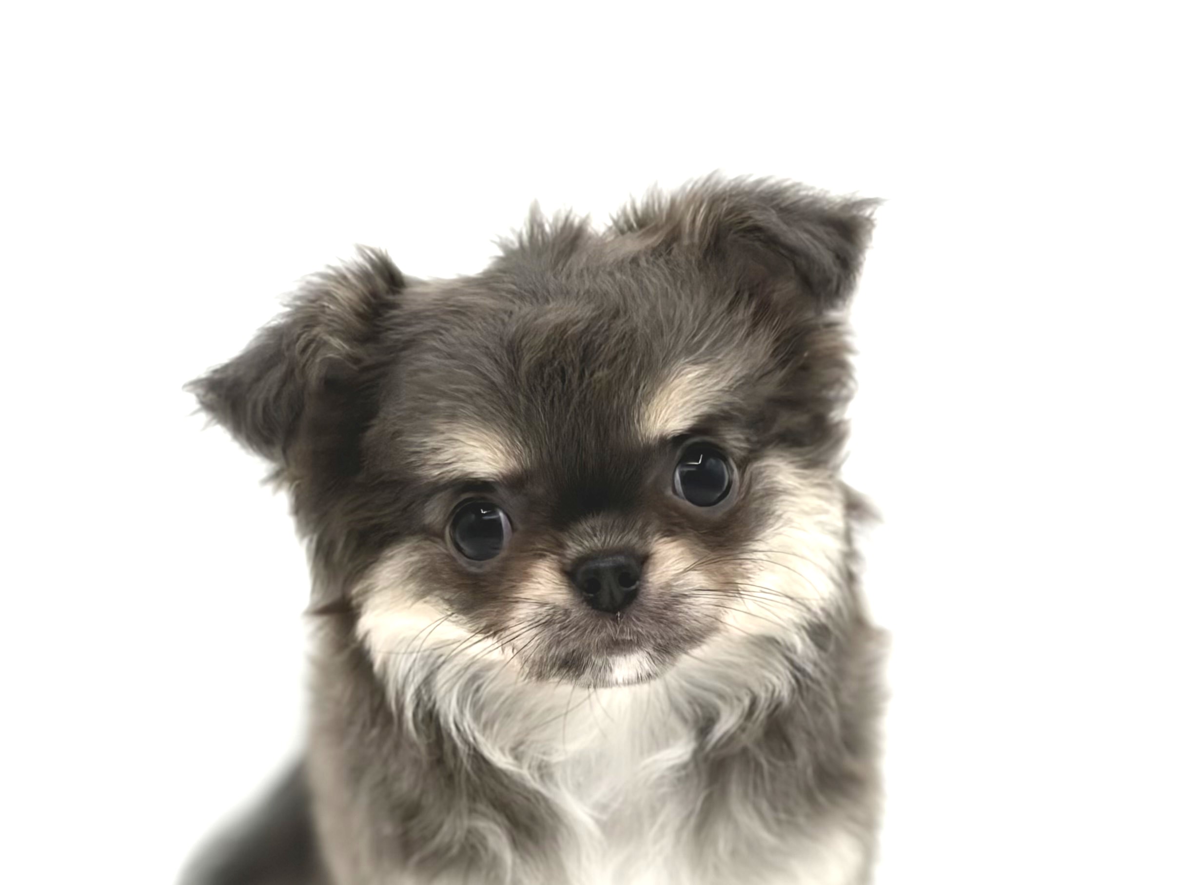 東京都のチワワ(ロング) (DOG&CAT JOKER 六本木店/2026年5月16日生まれ/女の子/ブルータンホワイト)の子犬の1枚目の画像