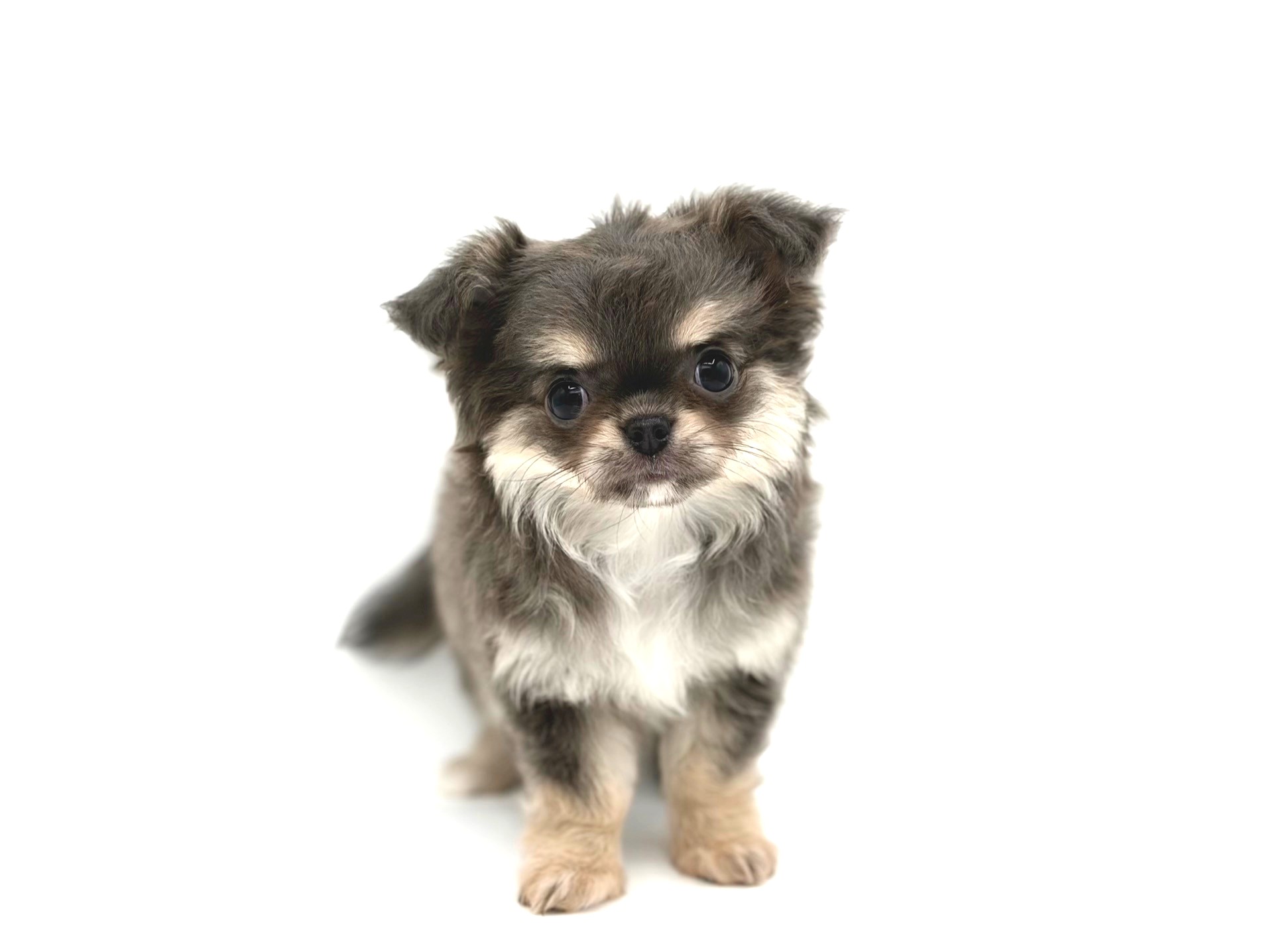 東京都のチワワ(ロング) (DOG&CAT JOKER 六本木店/2026年5月16日生まれ/女の子/ブルータンホワイト)の子犬の2枚目の画像