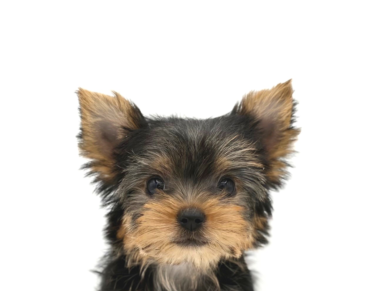 東京都のヨークシャーテリア (DOG&CAT JOKER 六本木店/2026年5月17日生まれ/女の子/スチールブルータン)の子犬の1枚目の画像