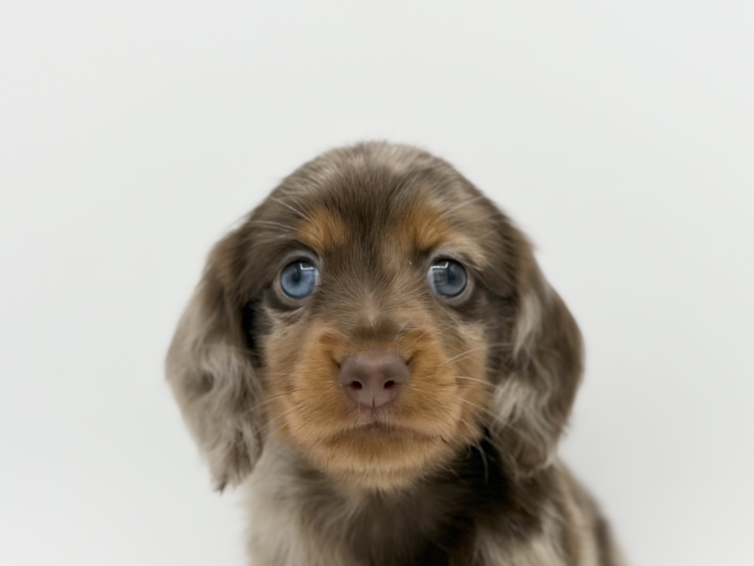 ペットショップジョーカー 子犬・子猫の販売