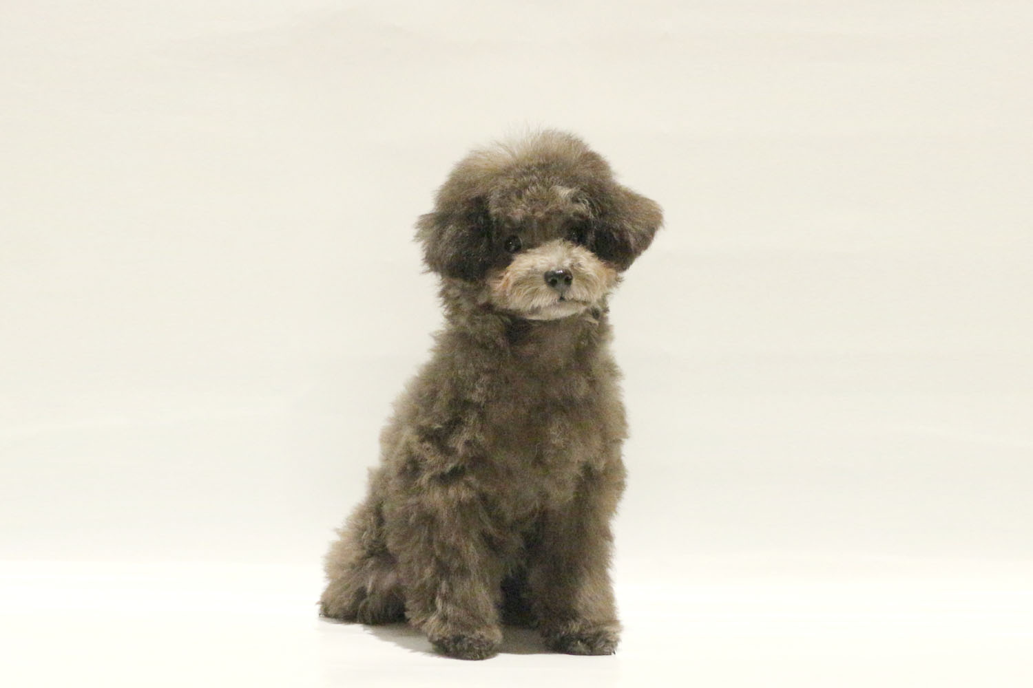 東京都のトイプードル(トイ) (DOG&CAT JOKER コピス吉祥寺店/2026年5月15日生まれ/女の子/シルバー)の子犬の2枚目の画像