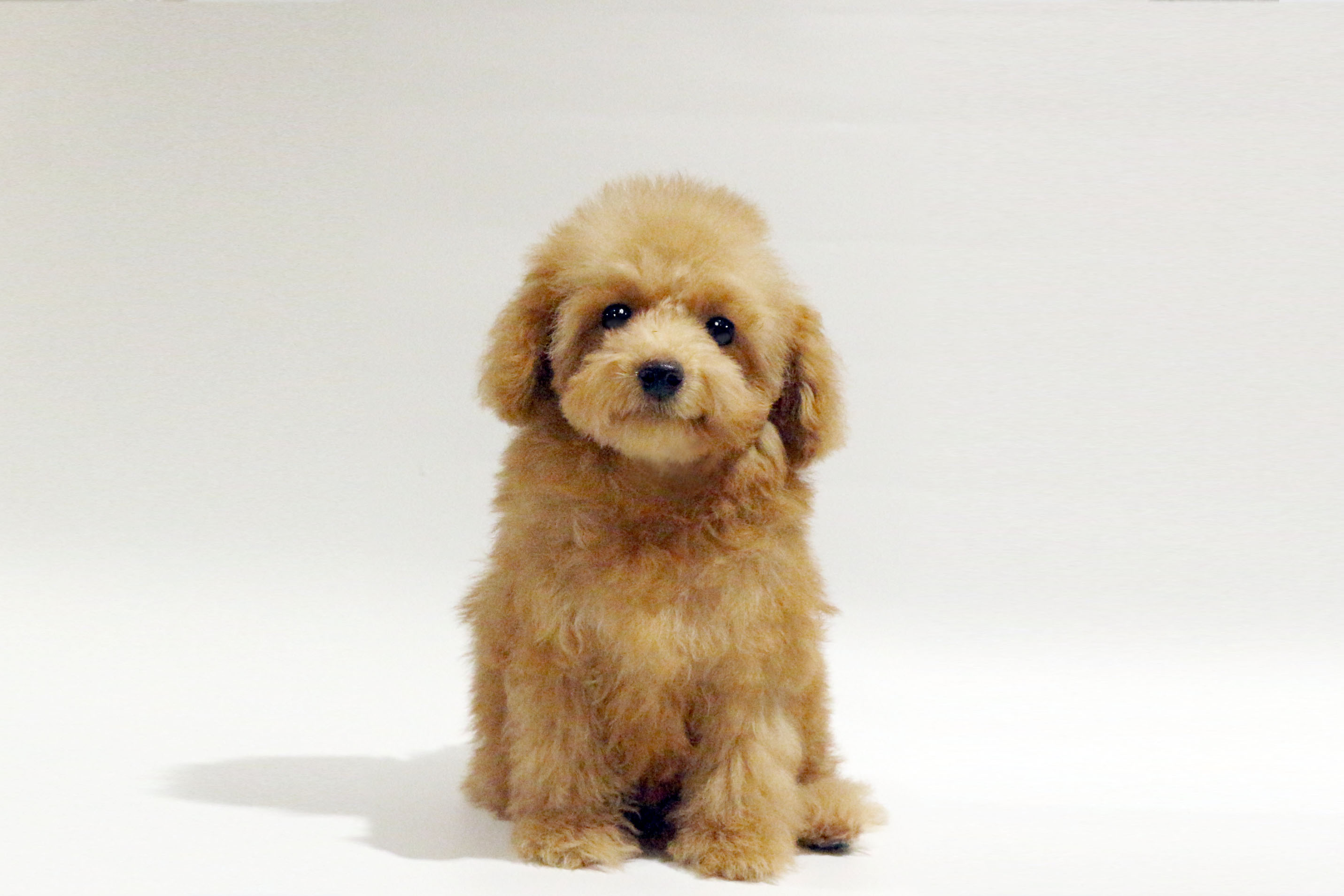 東京都のトイプードル(トイ) (DOG&CAT JOKER コピス吉祥寺店/2026年5月17日生まれ/男の子/レッド)の子犬の2枚目の画像