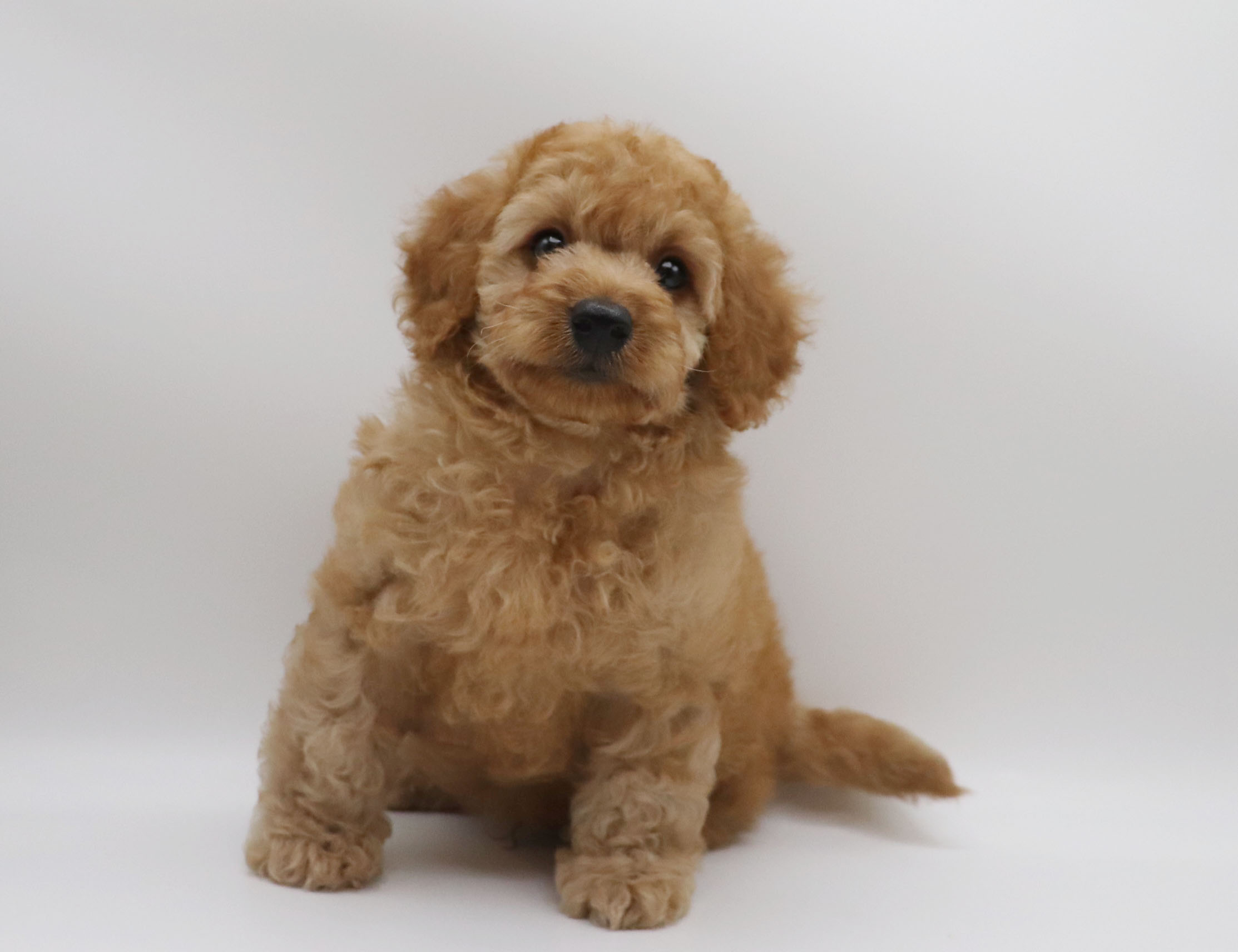 東京都のトイプードル(トイ) (DOG&CAT JOKER グリーンスプリングス立川店/2026年5月19日生まれ/男の子/アプリコット)の子犬の2枚目の画像