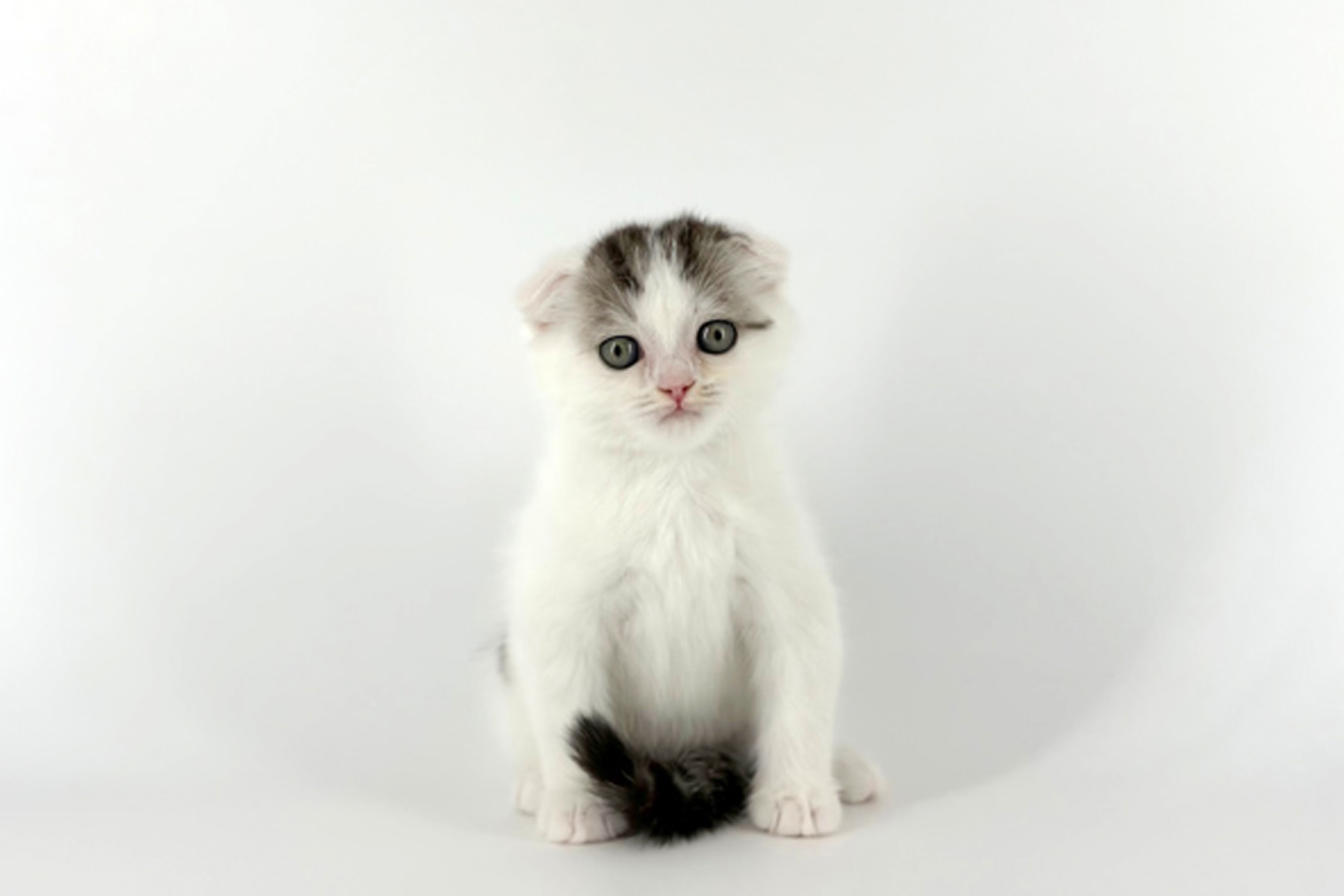 東京都のスコティッシュフォールド (DOG&CAT JOKER 南町田グランベリーパーク店/2026年5月23日生まれ/男の子/シルバータビーホワイト)の子猫の2枚目の画像