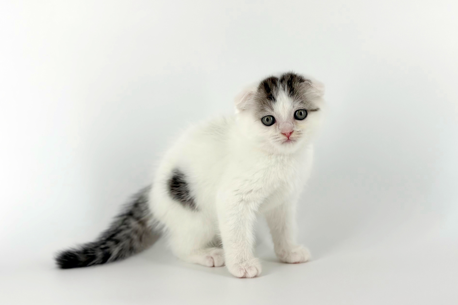 東京都のスコティッシュフォールド (DOG&CAT JOKER 南町田グランベリーパーク店/2026年5月23日生まれ/男の子/シルバータビーホワイト)の子猫の3枚目の画像