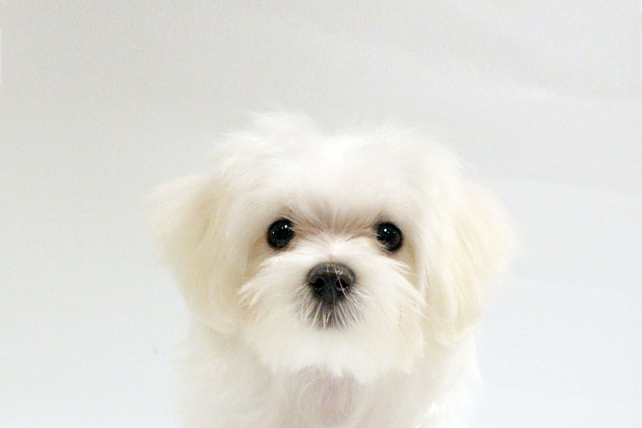 東京都のマルチーズ (DOG&CAT JOKER コピス吉祥寺店/2026年5月23日生まれ/男の子/ホワイト)の子犬の1枚目の画像