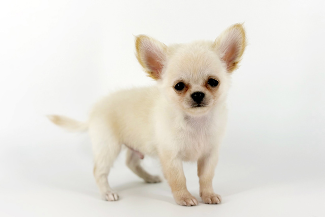 東京都のチワワ(ロング) (DOG&CAT JOKER 南町田グランベリーパーク店/2026年5月30日生まれ/男の子/クリームホワイト)の子犬の3枚目の画像