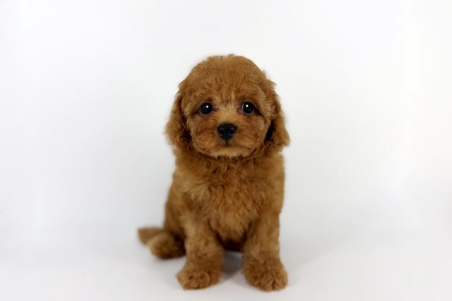 東京都のトイプードル(トイ) (DOG&CAT JOKER 南町田グランベリーパーク店/2026年6月11日生まれ/女の子/レッド・フォーン)の子犬の3枚目の画像