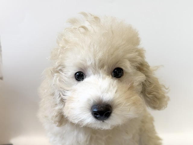 神奈川県のトイプードル(トイ) (DOG&CAT JOKER ららぽーと横浜店/2026年6月8日生まれ/男の子/クリーム)の子犬の1枚目の画像