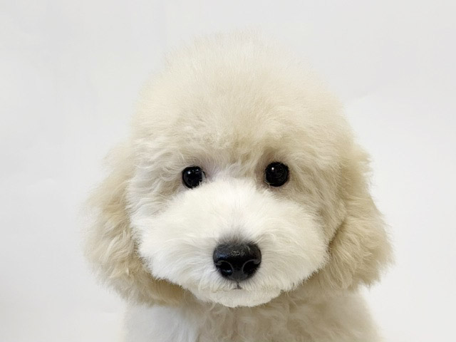 神奈川県のトイプードル(トイ) (DOG&CAT JOKER ららぽーと横浜店/2026年6月8日生まれ/男の子/クリーム)の子犬の1枚目の画像