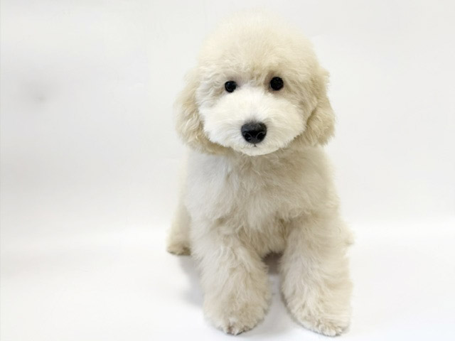 神奈川県のトイプードル(トイ) (DOG&CAT JOKER ららぽーと横浜店/2026年6月8日生まれ/男の子/クリーム)の子犬の2枚目の画像