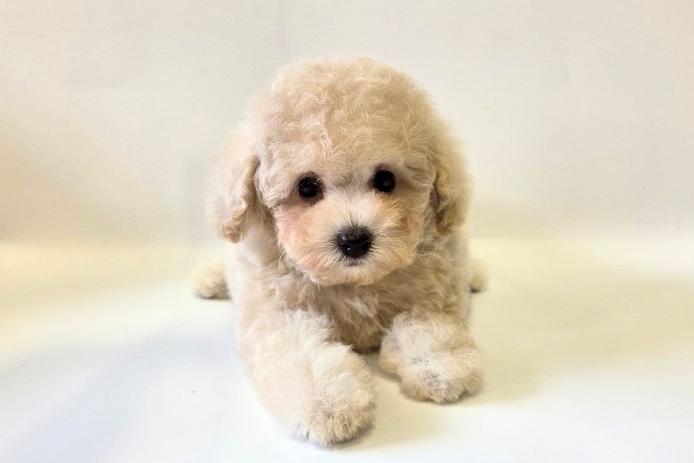 神奈川県のトイプードル(トイ) (DOG&CAT JOKER ららぽーと横浜店/2026年6月8日生まれ/男の子/クリーム)の子犬の2枚目の画像