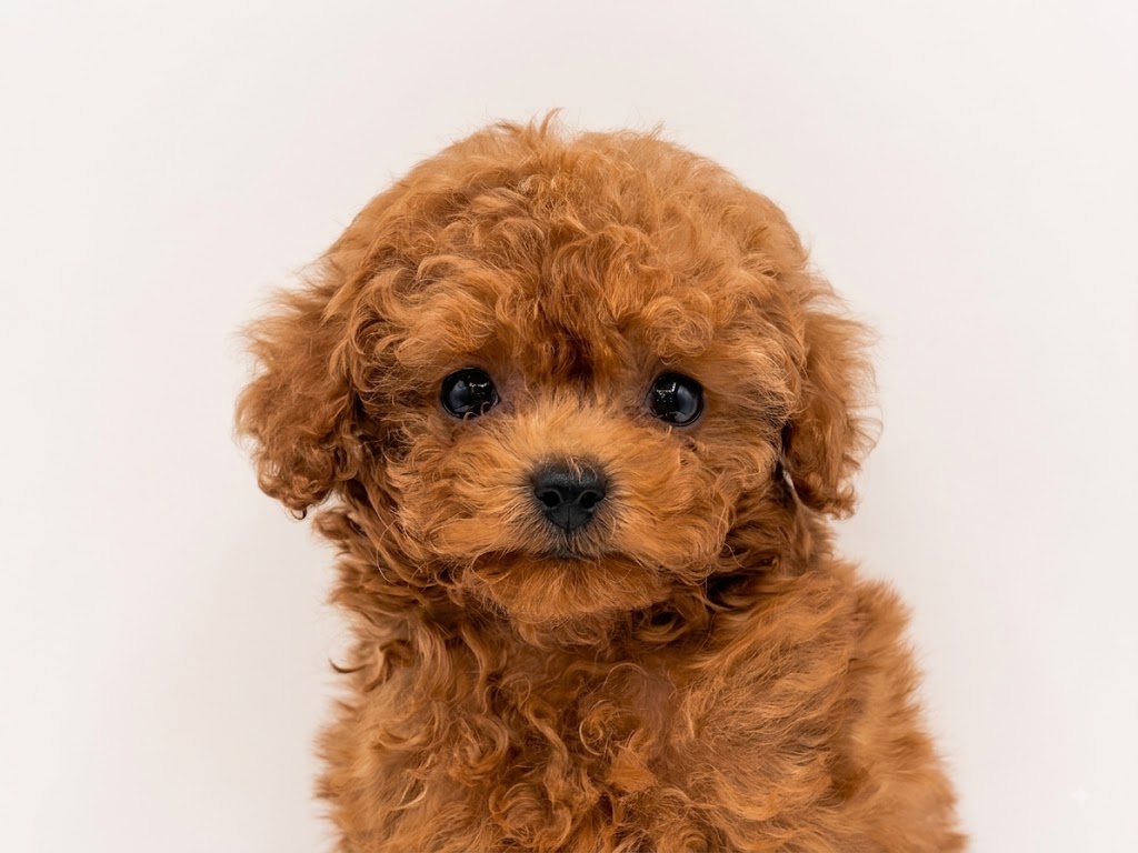 東京都のトイプードル(トイ) (DOG&CAT JOKER 六本木店/2026年6月11日生まれ/男の子/レッド)の子犬の1枚目の画像