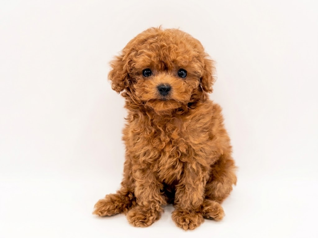 東京都のトイプードル(トイ) (DOG&CAT JOKER 六本木店/2026年6月11日生まれ/男の子/レッド)の子犬の2枚目の画像