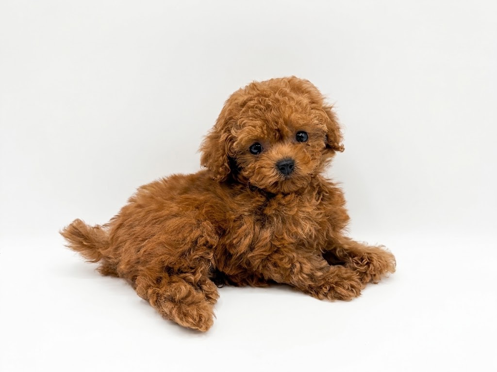 東京都のトイプードル(トイ) (DOG&CAT JOKER 六本木店/2026年6月11日生まれ/男の子/レッド)の子犬の3枚目の画像