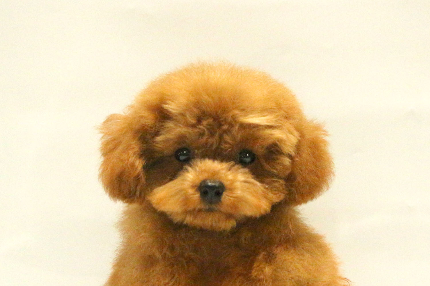 東京都のトイプードル(トイ) (DOG&CAT JOKER コピス吉祥寺店/2026年6月11日生まれ/男の子/レッド)の子犬の1枚目の画像