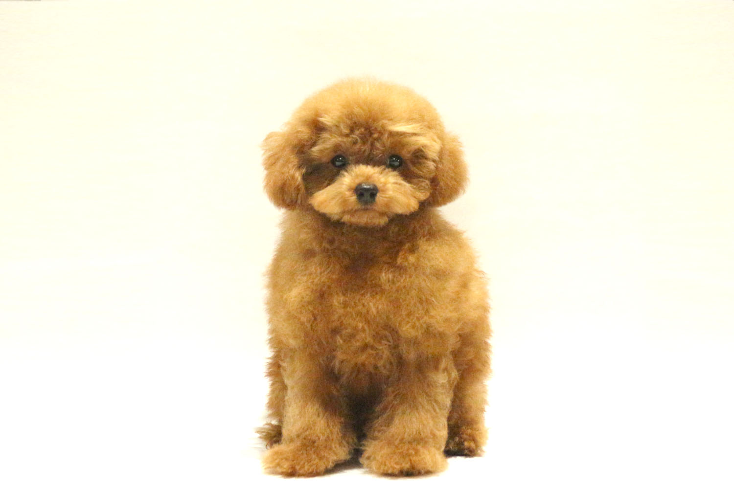 東京都のトイプードル(トイ) (DOG&CAT JOKER コピス吉祥寺店/2026年6月11日生まれ/男の子/レッド)の子犬の2枚目の画像