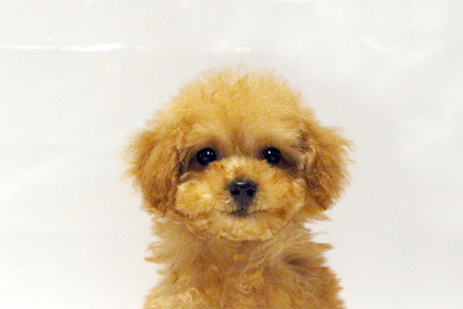 東京都のトイプードル(トイ) (DOG&CAT JOKER コピス吉祥寺店/2026年6月12日生まれ/男の子/アプリコット)の子犬の1枚目の画像