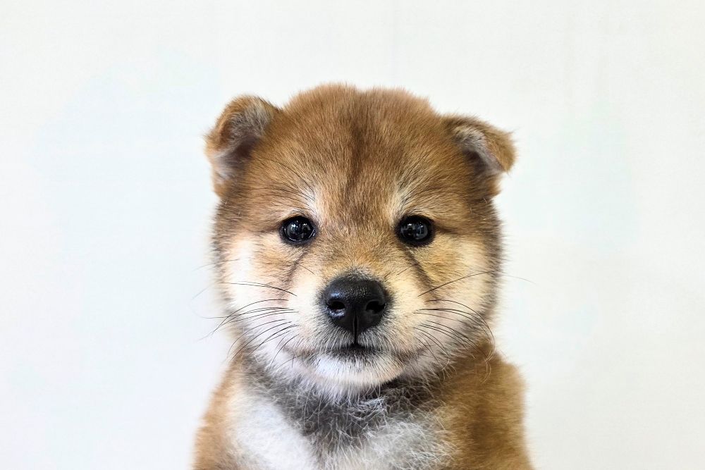 神奈川県の柴犬(標準サイズ) (DOG&CAT JOKER ららぽーと横浜店/2026年6月13日生まれ/女の子/赤)の子犬の1枚目の画像