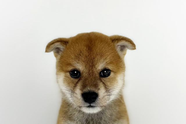 東京都の柴犬(標準サイズ) (DOG&CAT JOKER 南町田グランベリーパーク店/2026年6月13日生まれ/女の子/赤)の子犬の1枚目の画像