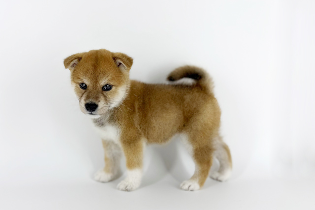 東京都の柴犬(標準サイズ) (DOG&CAT JOKER 南町田グランベリーパーク店/2026年6月13日生まれ/女の子/赤)の子犬の2枚目の画像