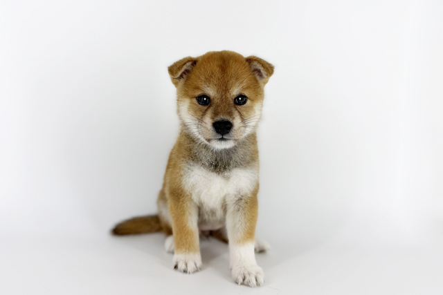 東京都の柴犬(標準サイズ) (DOG&CAT JOKER 南町田グランベリーパーク店/2026年6月13日生まれ/女の子/赤)の子犬の3枚目の画像