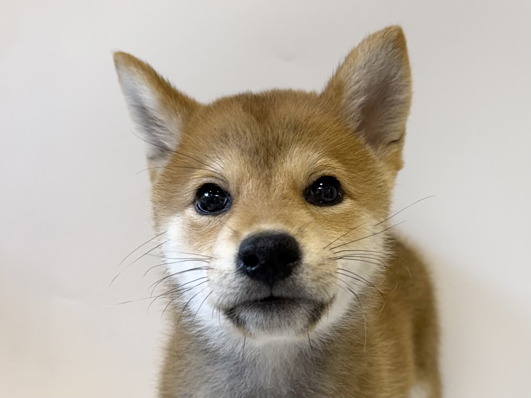 神奈川県の柴犬(標準サイズ) (DOG&CAT JOKER ららぽーと横浜店/2026年6月13日生まれ/女の子/赤)の子犬の1枚目の画像