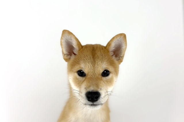 東京都の柴犬(標準サイズ) (DOG&CAT JOKER 南町田グランベリーパーク店/2026年6月13日生まれ/女の子/赤)の子犬の1枚目の画像