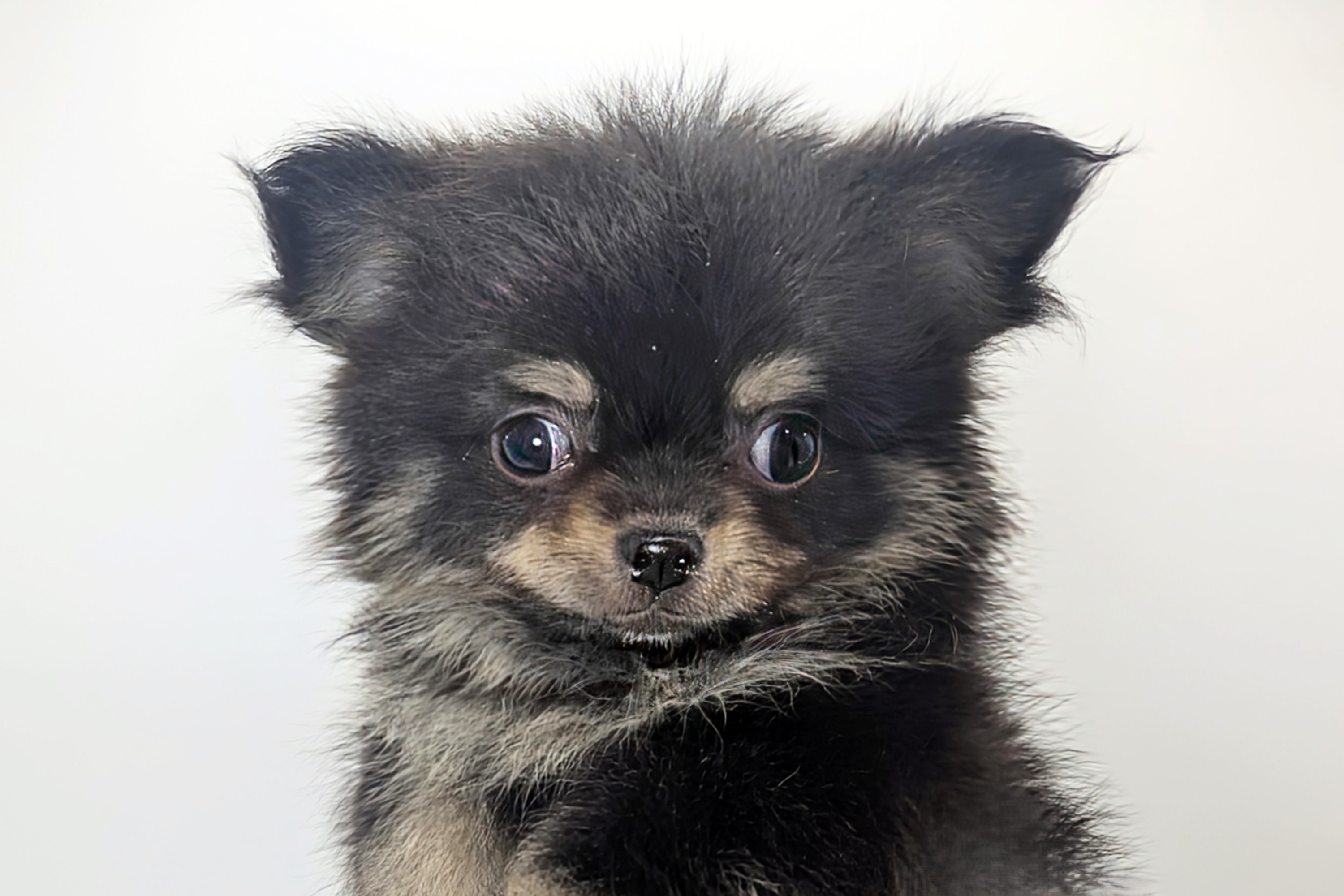 千葉県のチワワ(ロング) (DOG&CAT JOKER ららぽーと柏の葉店/2026年7月15日生まれ/男の子/ブラックタン)の子犬の1枚目の画像