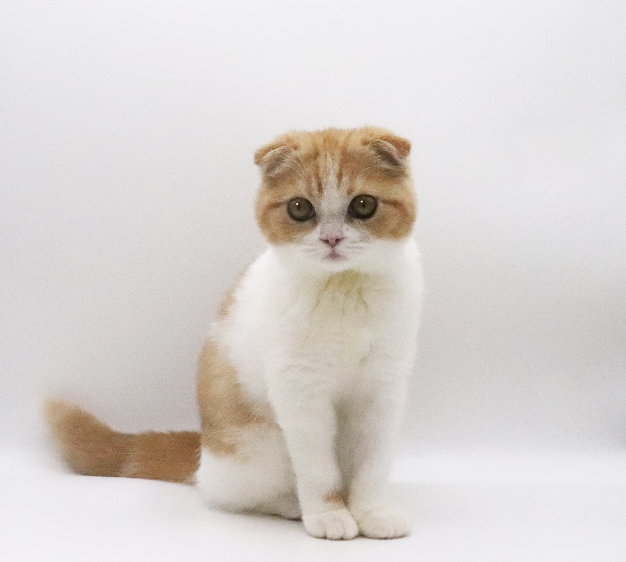 東京都のスコティッシュフォールド (DOG&CAT JOKER グリーンスプリングス立川店/2026年7月20日生まれ/女の子/レッドホワイト)の子猫の2枚目の画像