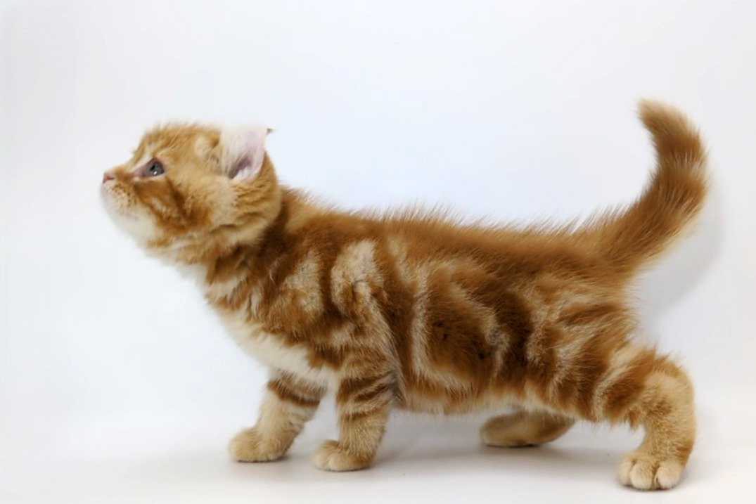 千葉県のアメリカンカール (DOG&CAT JOKER ららぽーと柏の葉店/2026年8月7日生まれ/男の子/レッドタビー)の子猫の3枚目の画像