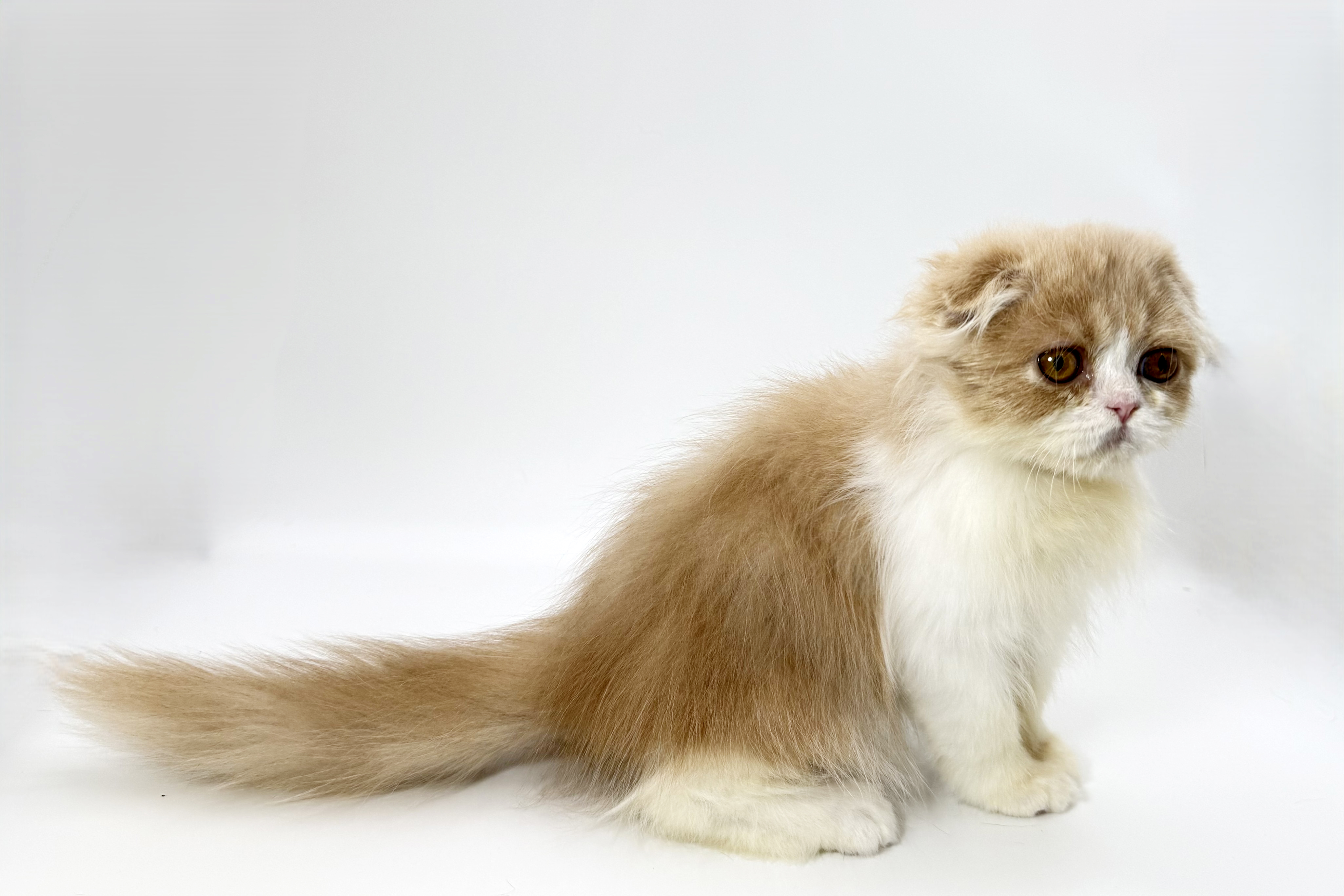 千葉県のフォールデックス (DOG&CAT JOKER ららぽーと柏の葉店/2026年8月4日生まれ/男の子/クリームホワイト)の子猫の2枚目の画像