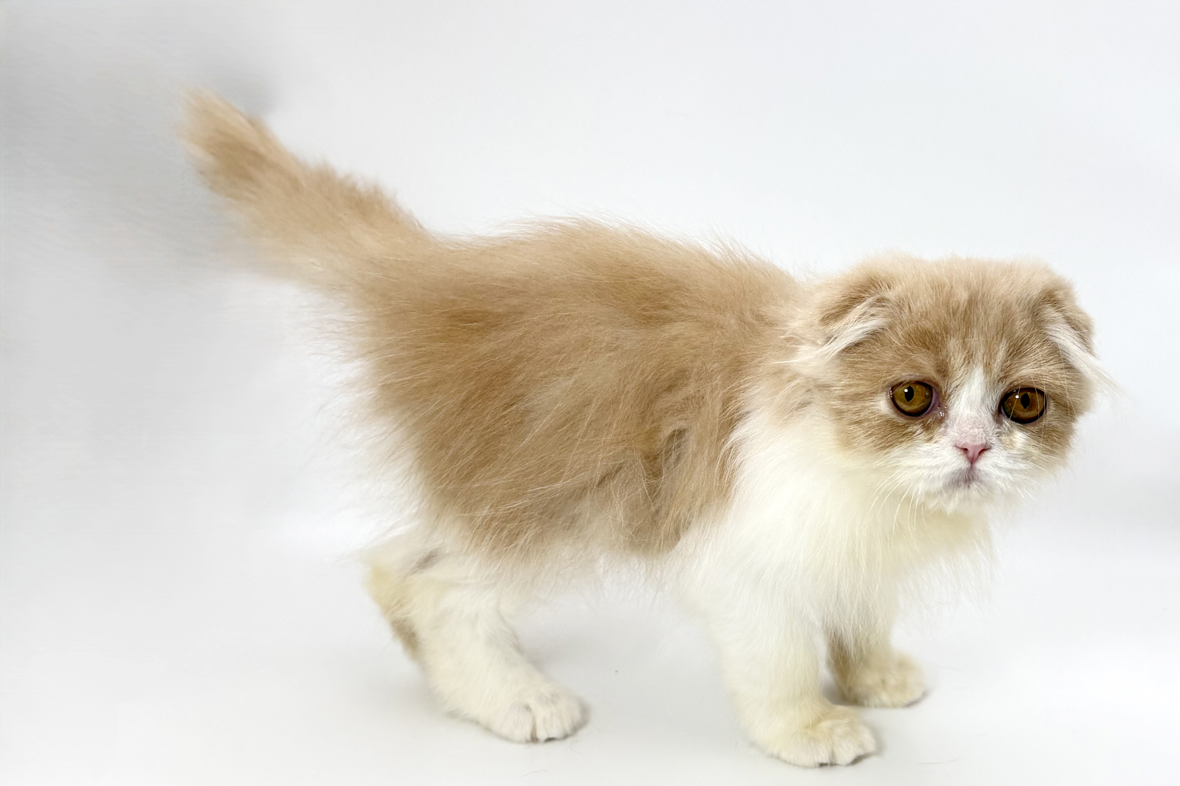 千葉県のフォールデックス (DOG&CAT JOKER ららぽーと柏の葉店/2026年8月4日生まれ/男の子/クリームホワイト)の子猫の3枚目の画像