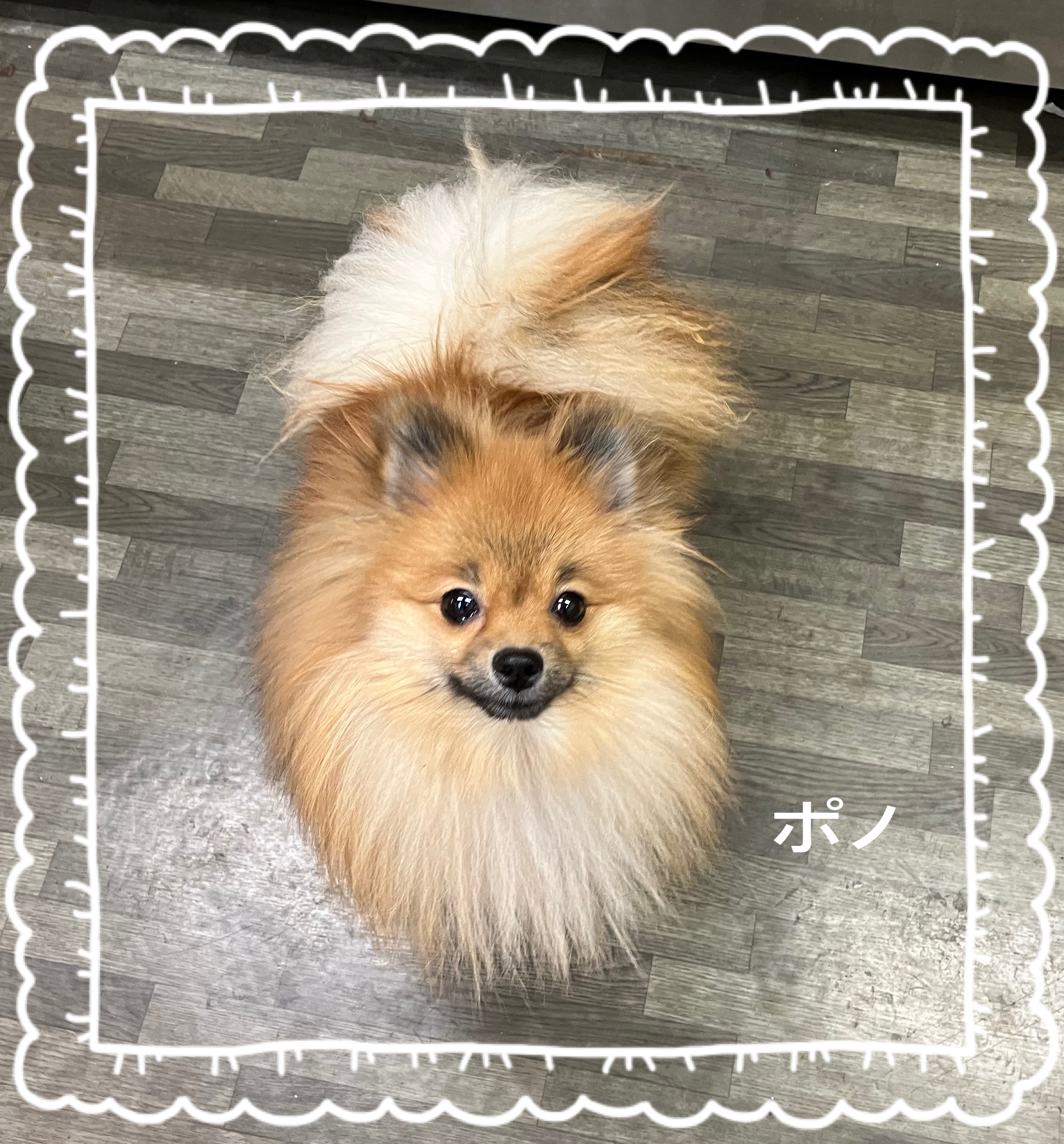 ペットショップジョーカー 子犬・子猫の販売