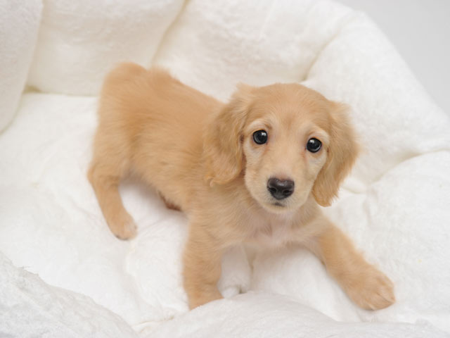 個室を備えたペットホテル