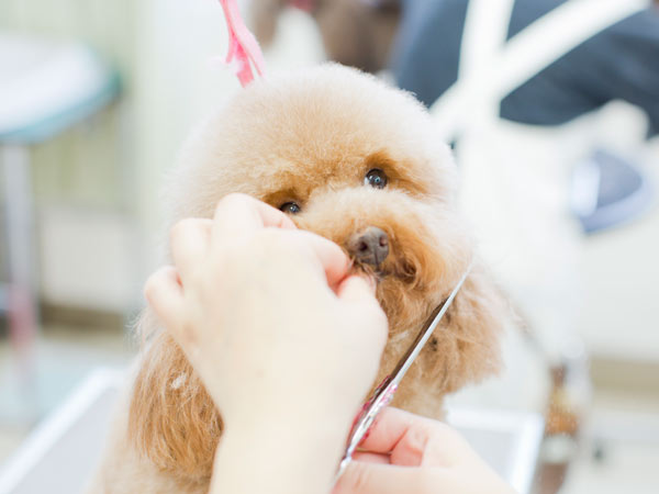 トリミング写真